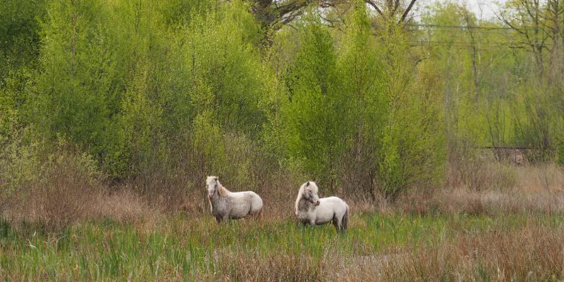 illustration de Moutons et poneys pour remplacer tondeuses et taille-haies